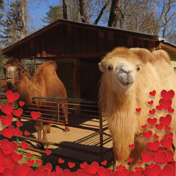 Die Trampeltierdamen befinden sich auf Liebesurlaub.