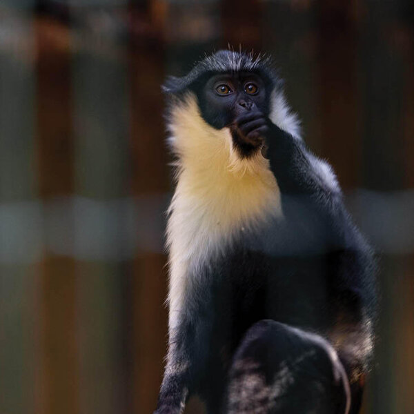 Kommentierte Affenf&uuml;tterung im Zoo