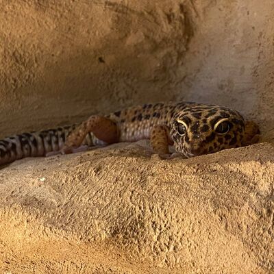 Bild vergr&ouml;&szlig;ern: Fotowettbewerb Juli 2026 - Leopardgecko